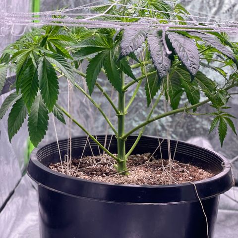 Mint Orbit #1 growlog timeline photo