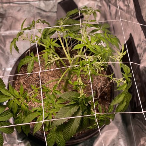 Mint Orbit #2 growlog timeline photo