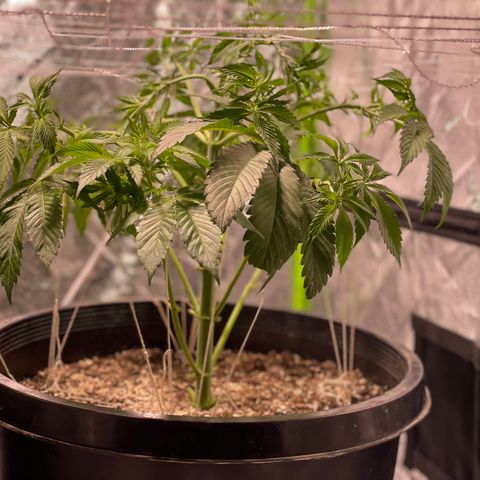 Mint Orbit #2 growlog timeline photo