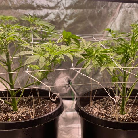Mint Orbit #2 growlog timeline photo