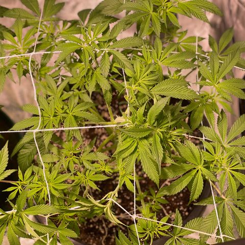 Mint Orbit #1 growlog photo: Some damage to the top cola, need to be more careful next time
