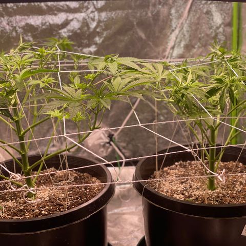 Mint Orbit #2 growlog timeline photo