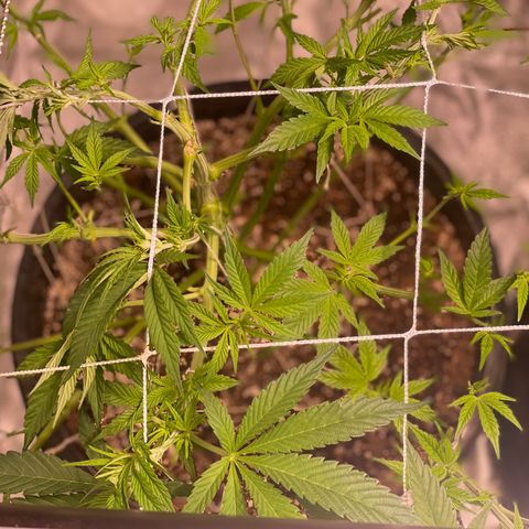 Mint Orbit #1 growlog photo: Healing nicely, but you can see damage. 