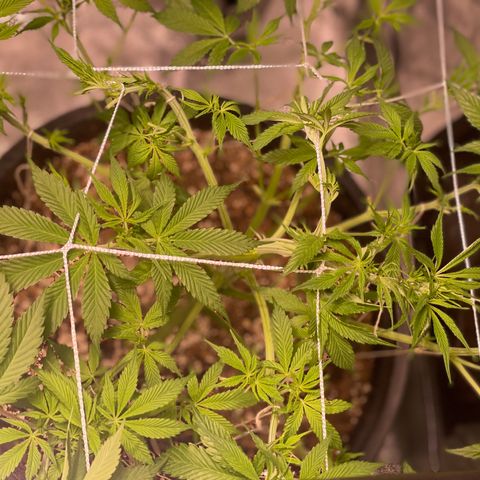 Mint Orbit #2 growlog timeline photo