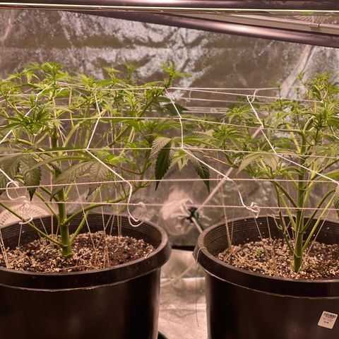 Mint Orbit #2 growlog timeline photo