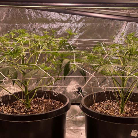Mint Orbit #2 growlog timeline photo
