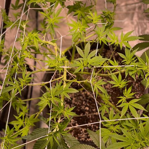 Mint Orbit #1 growlog timeline photo