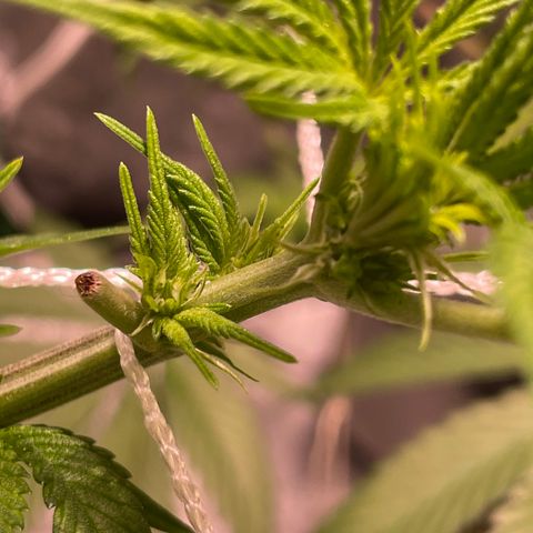 Mint Orbit #1 growlog timeline photo