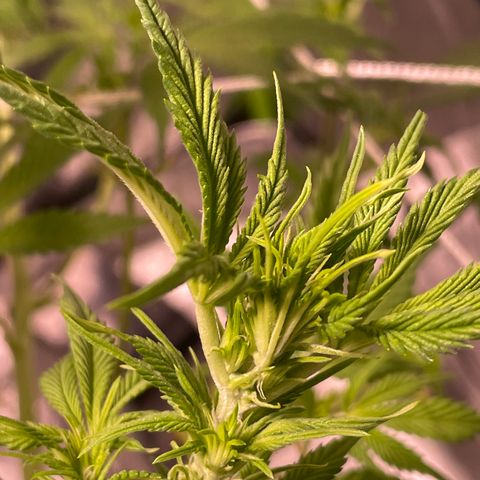 Mint Orbit #2 growlog timeline photo