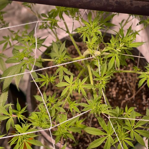 Mint Orbit #2 growlog timeline photo