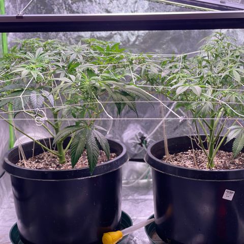 Mint Orbit #2 growlog timeline photo