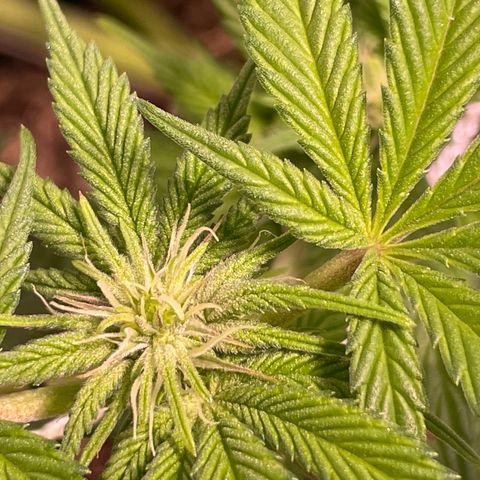 Mint Orbit #1 growlog timeline photo