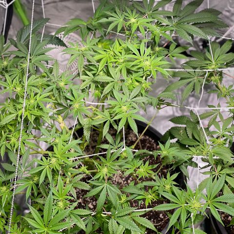Mint Orbit #1 growlog timeline photo