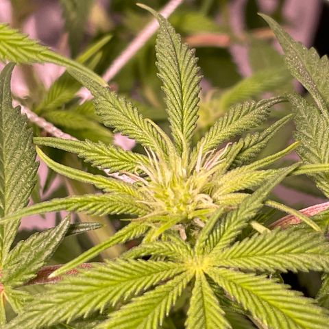 Mint Orbit #2 growlog timeline photo