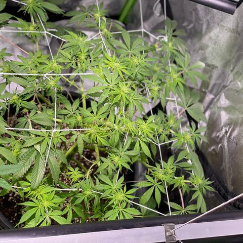 Mint Orbit #2 growlog timeline photo