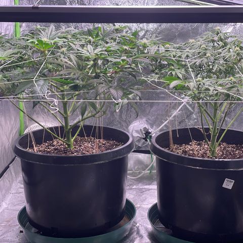 Mint Orbit #2 growlog timeline photo