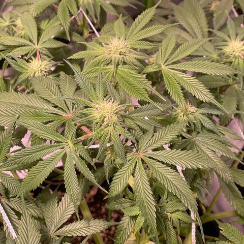 Mint Orbit #1 growlog timeline photo