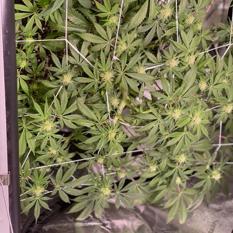 Mint Orbit #1 growlog timeline photo
