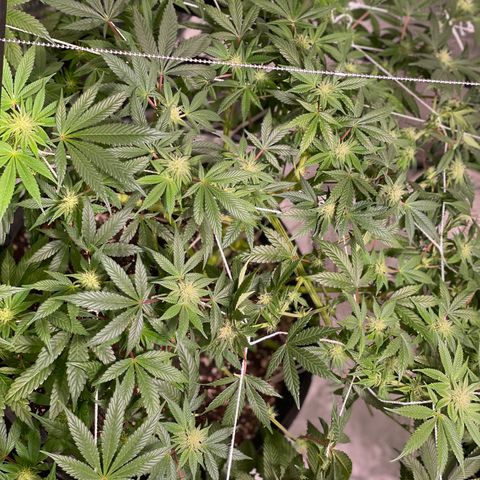 Mint Orbit #2 growlog timeline photo