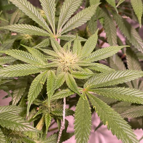 Mint Orbit #2 growlog timeline photo