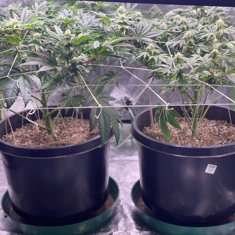 Mint Orbit #2 growlog timeline photo
