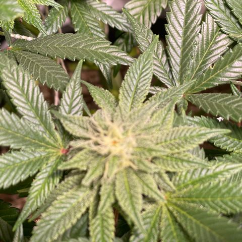 Mint Orbit #1 growlog timeline photo