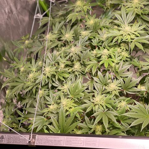 Mint Orbit #1 growlog timeline photo