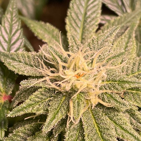 Mint Orbit #1 growlog timeline photo