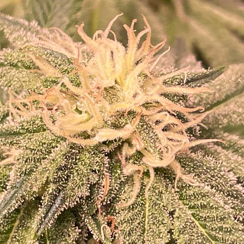 Mint Orbit #2 growlog timeline photo