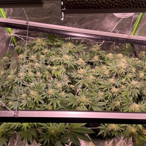 Mint Orbit #2 growlog timeline photo