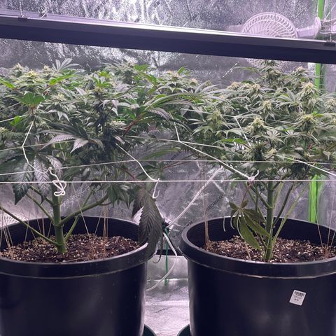Mint Orbit #2 growlog timeline photo