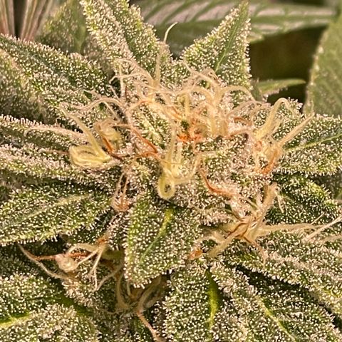 Mint Orbit #1 growlog timeline photo