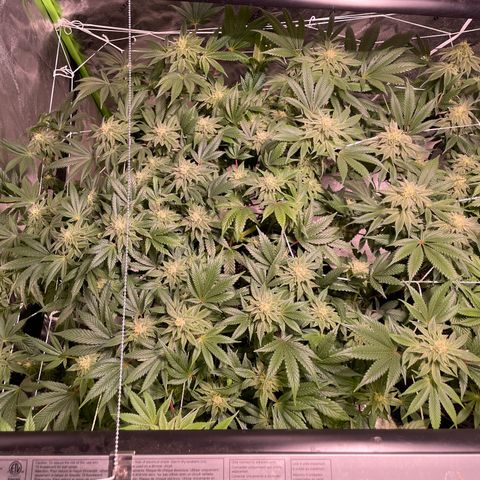 Mint Orbit #1 growlog timeline photo