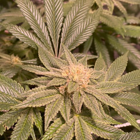 Mint Orbit #1 growlog timeline photo