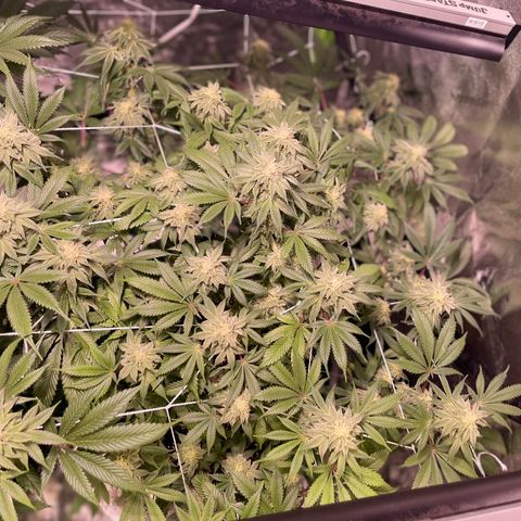 Mint Orbit #2 growlog timeline photo