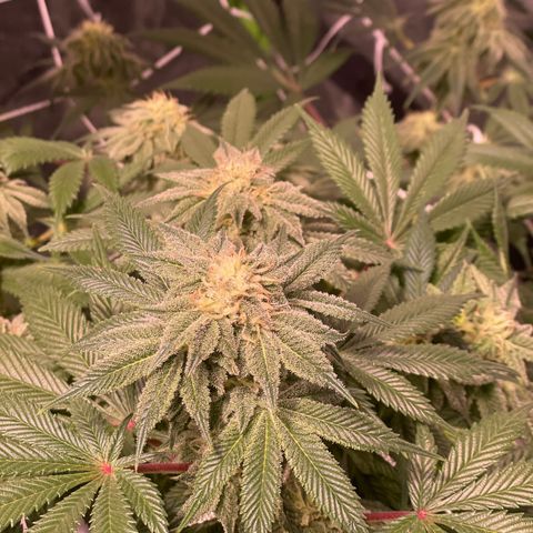 Mint Orbit #2 growlog timeline photo