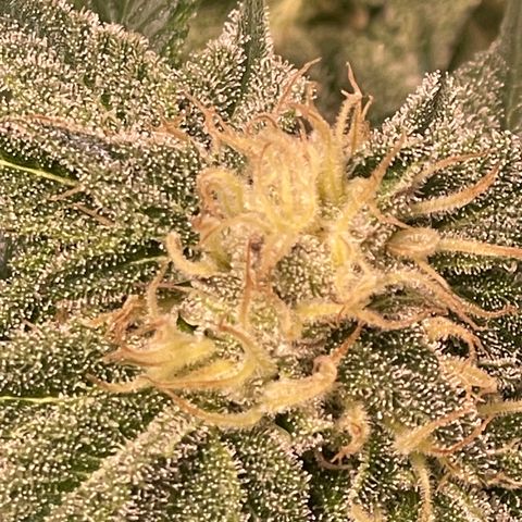 Mint Orbit #2 growlog timeline photo
