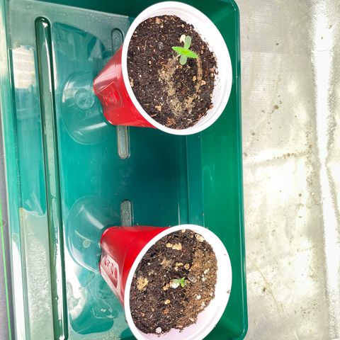 Mint Orbit #2 growlog timeline photo