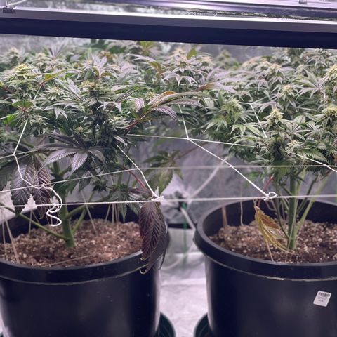 Mint Orbit #2 growlog timeline photo