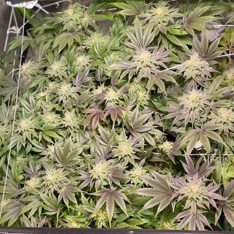 Mint Orbit #1 growlog timeline photo