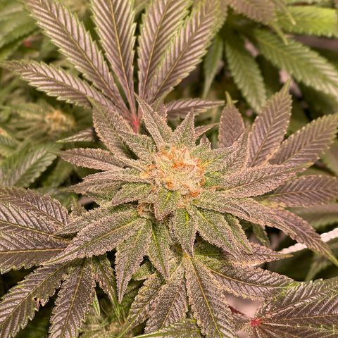 Mint Orbit #1 growlog timeline photo