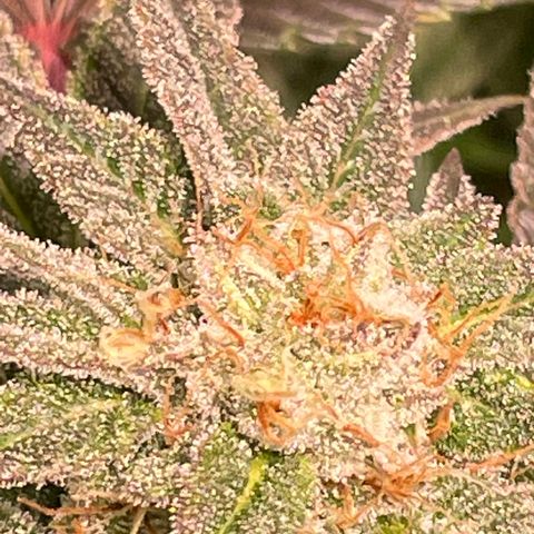 Mint Orbit #1 growlog timeline photo