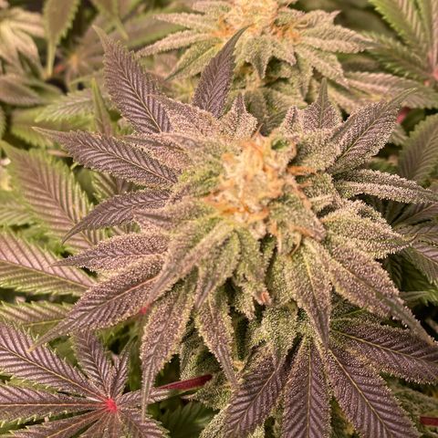 Mint Orbit #2 growlog timeline photo
