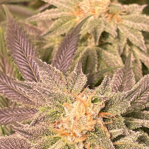 Mint Orbit #2 growlog timeline photo