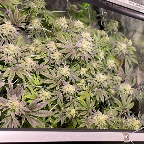 Mint Orbit #2 growlog timeline photo