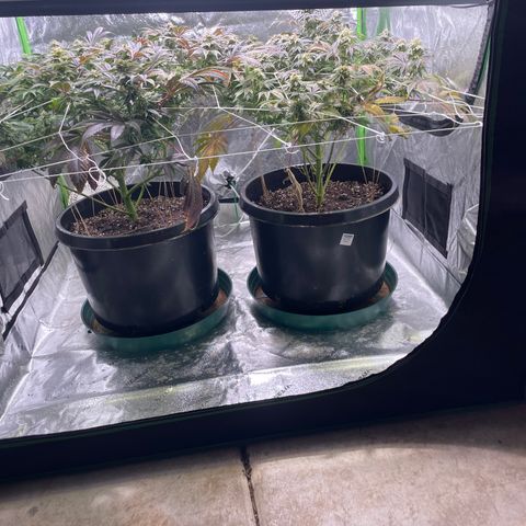 Mint Orbit #2 growlog timeline photo