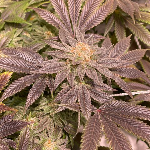 Mint Orbit #1 growlog timeline photo