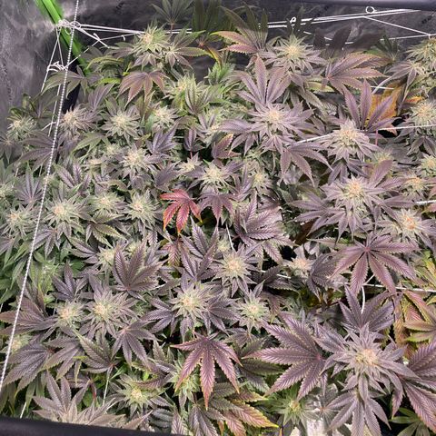 Mint Orbit #1 growlog timeline photo