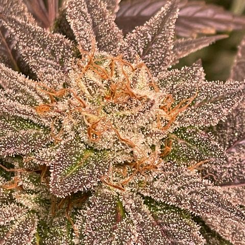 Mint Orbit #1 growlog timeline photo