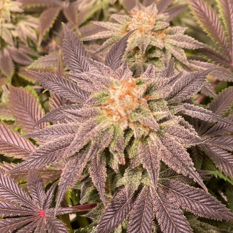 Mint Orbit #2 growlog timeline photo